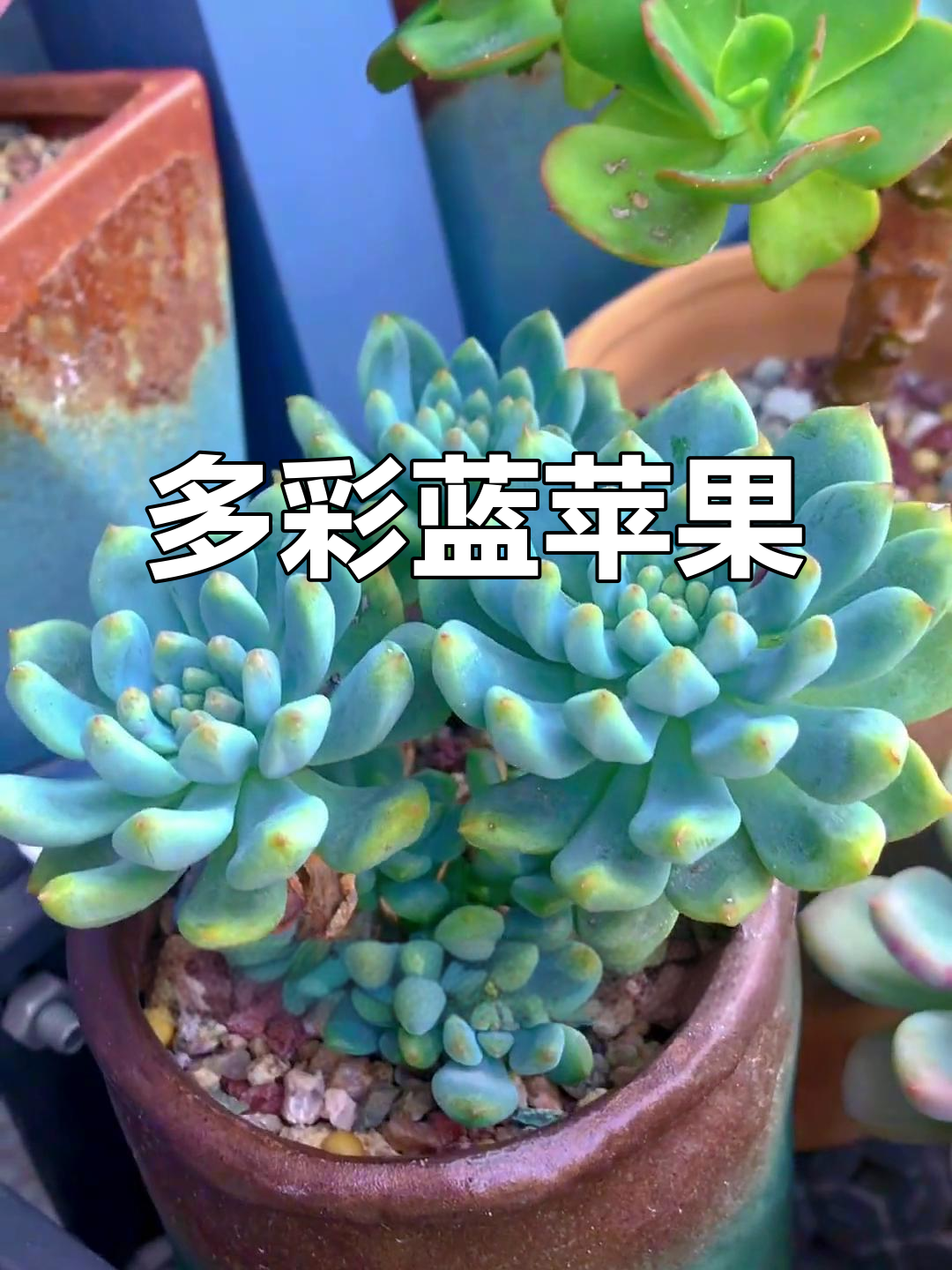 蓝苹果多肉,色彩丰富易养,轻松变老桩