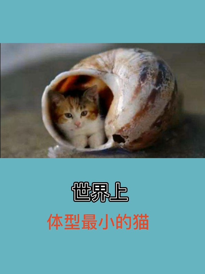 世界上体型最小的猫咪