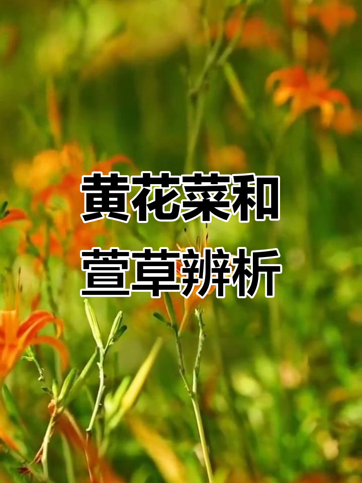 黄花菜与萱草的区别,你能分清吗?