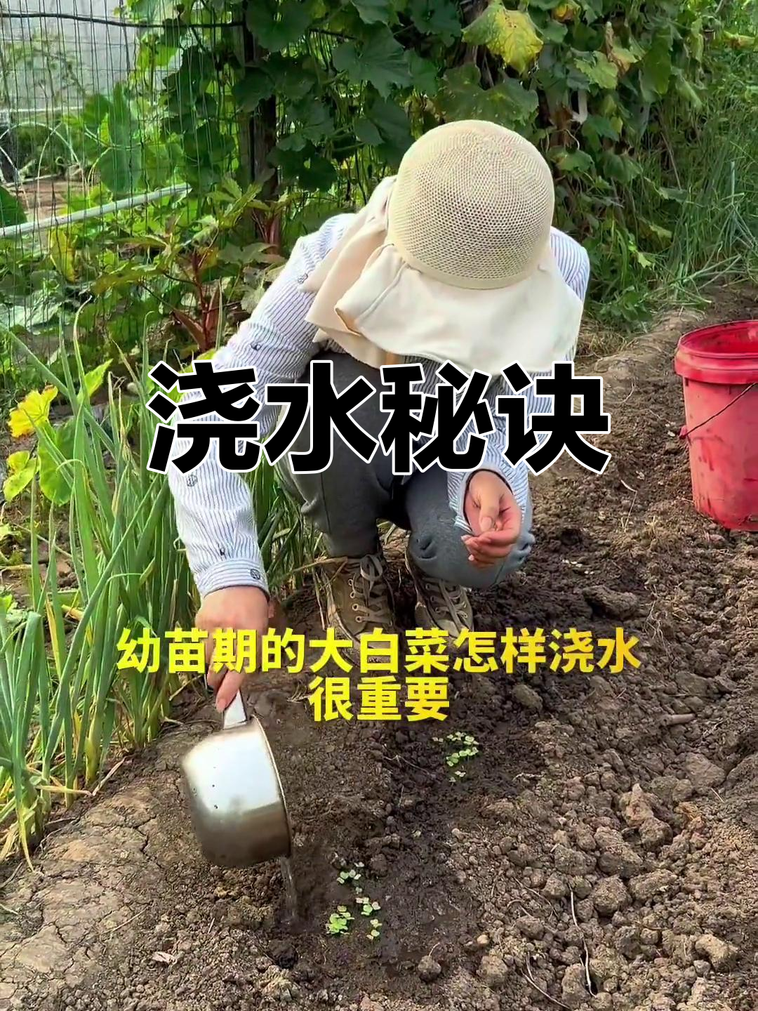 大白菜浇水有诀窍，三水后真叶长出，幼苗期顺利度过