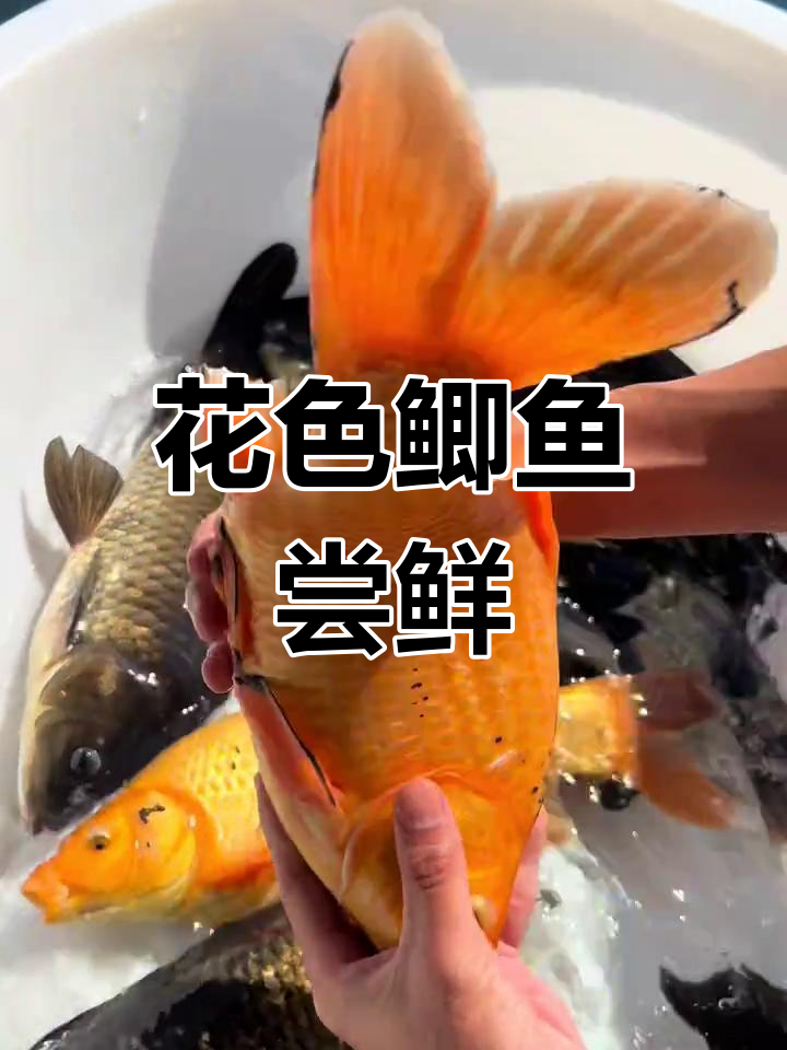 千岛湖花鲫鱼,鲜美又完整