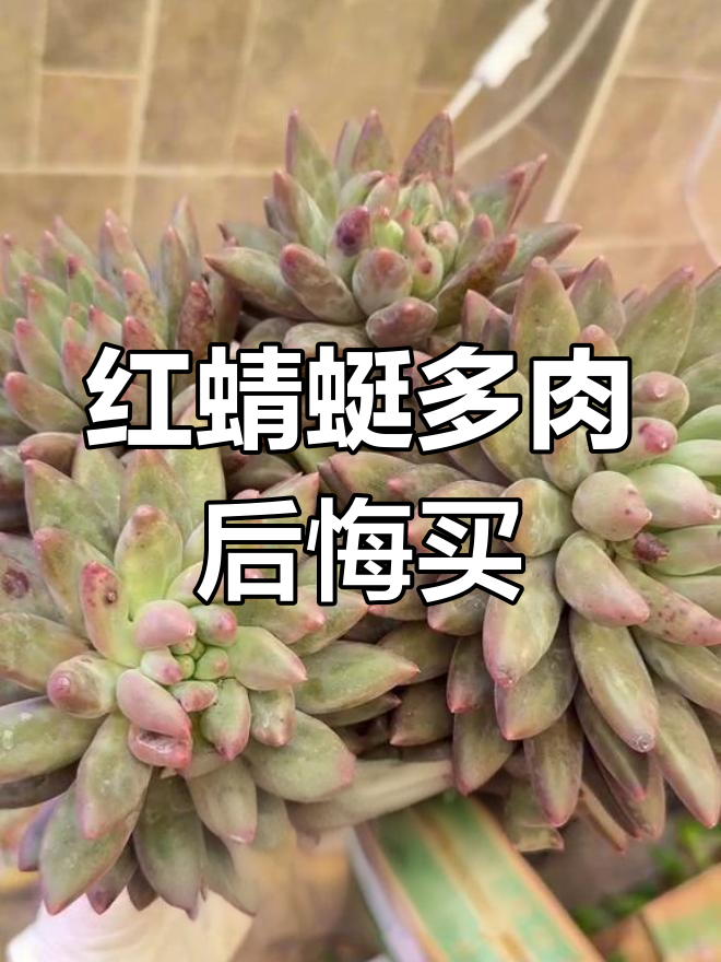 买了大鸡肋,红蜻蜓多肉太让人头疼