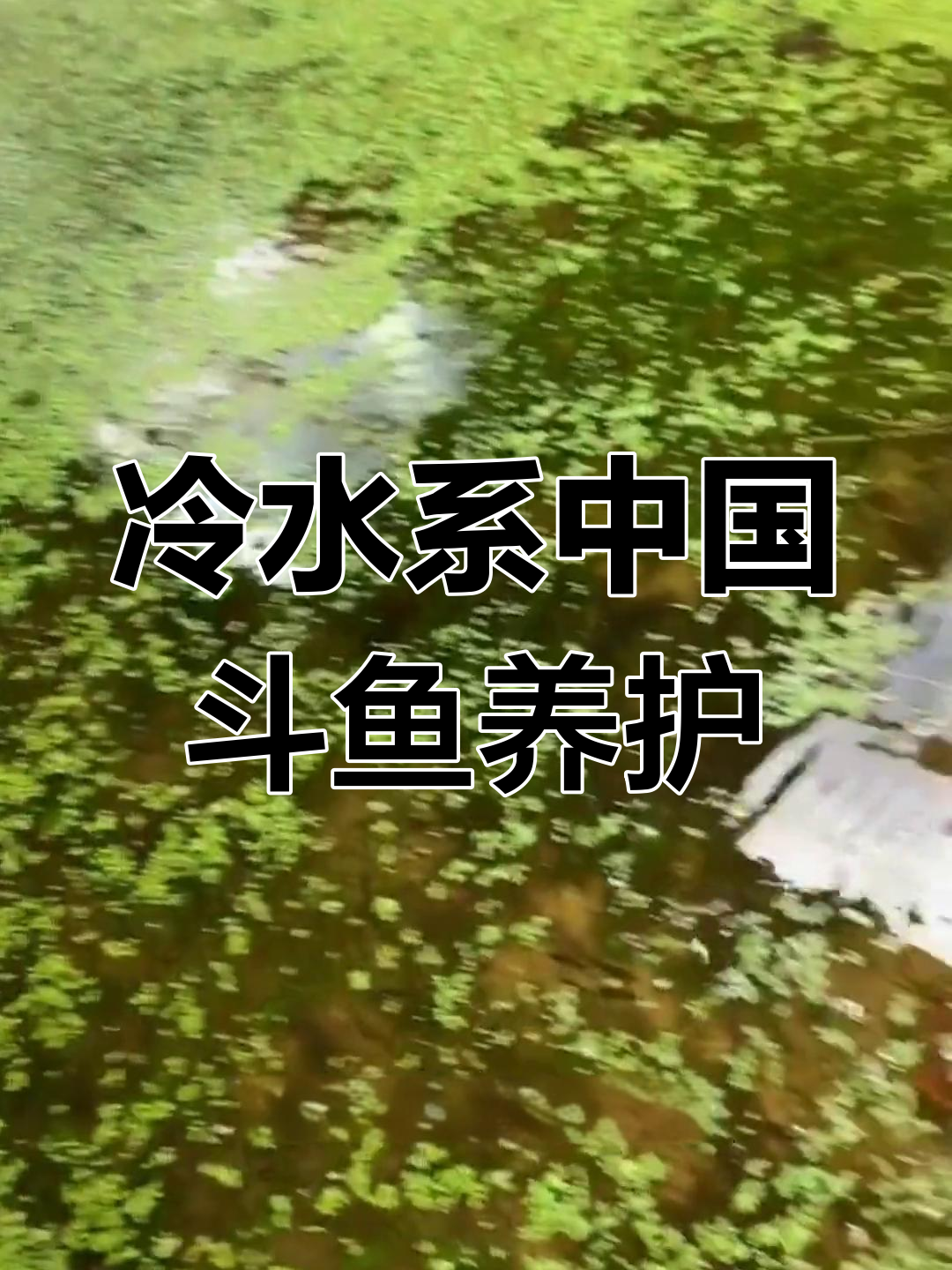 中国斗鱼饲养与繁殖技巧