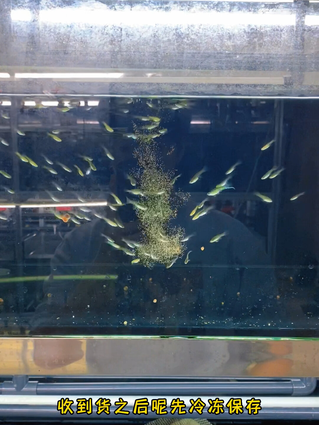 冰冻免孵化丰年虾的喂食和保存看这里!