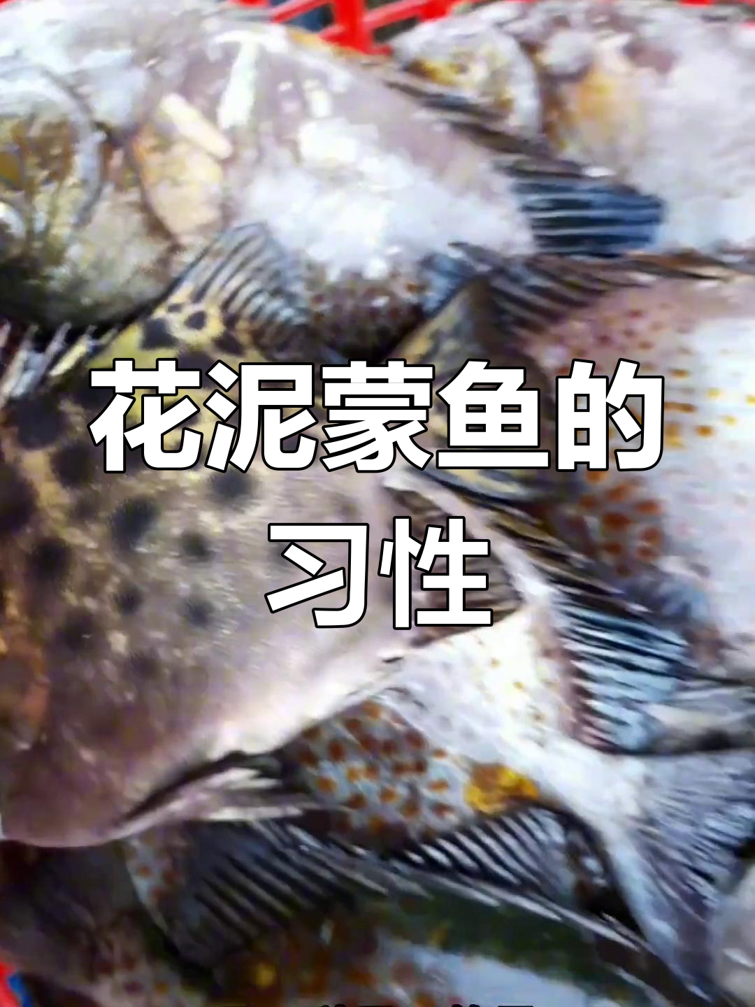花泥蒙鱼:夜间活动的蓝子鱼