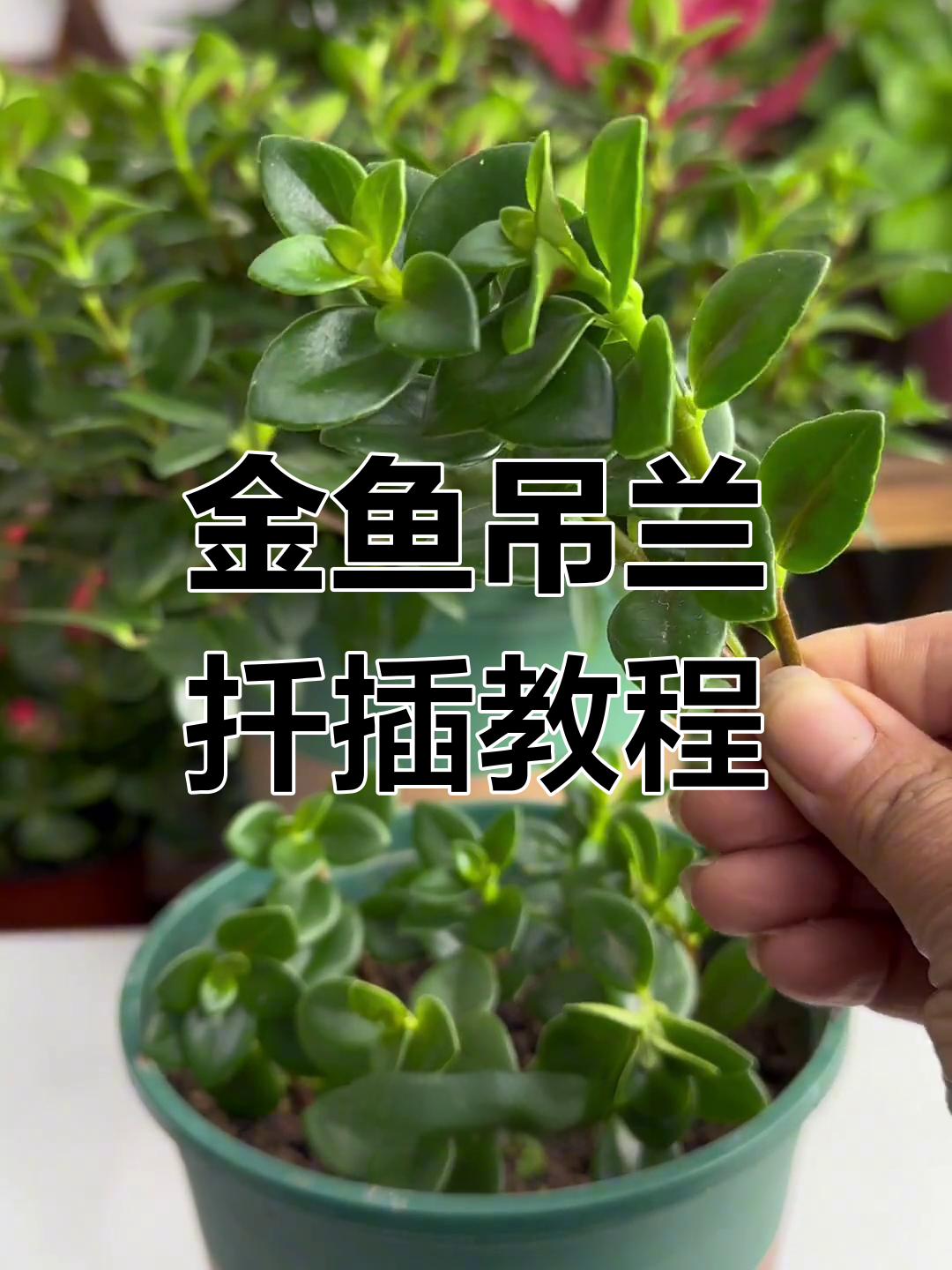 金鱼吊兰扦插技巧,轻松掌握生根方法