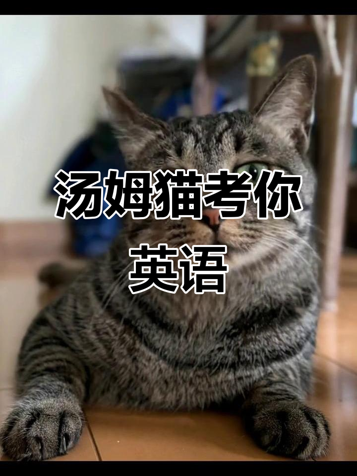 汤姆猫挑战英语,企鹅怎么用英文说?