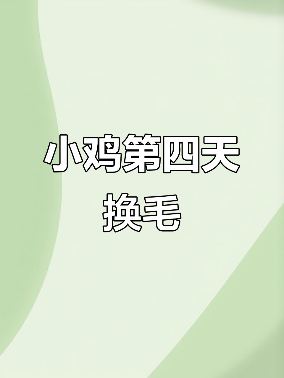 小鸡破壳四天,羽毛变化大揭秘