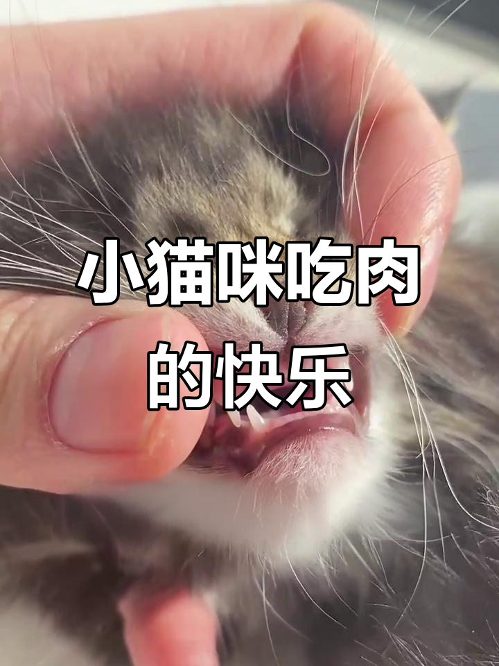 小奶猫首次尝试生骨肉,吃得津津有味!