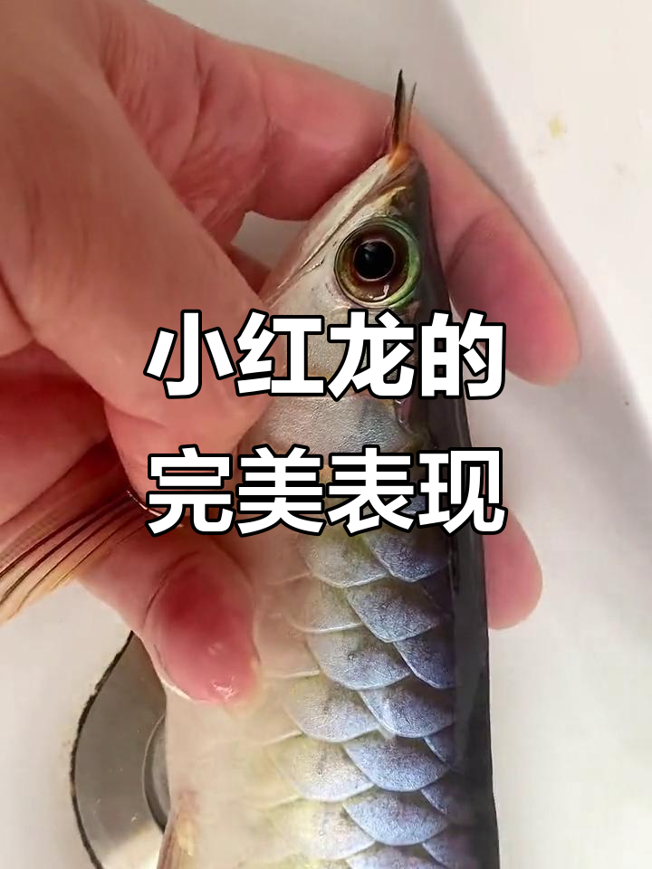 小红龙全方位解析:从底色到尾巴,完美比例揭秘