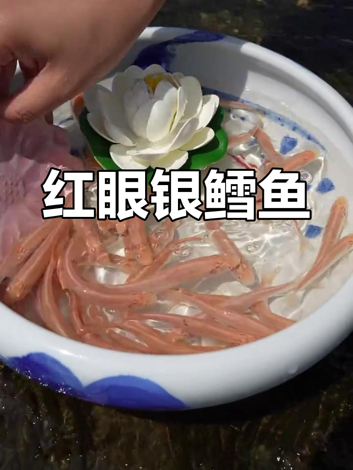 红色眼睛的银鳕鱼,既美观又美味,偏爱浮游生物