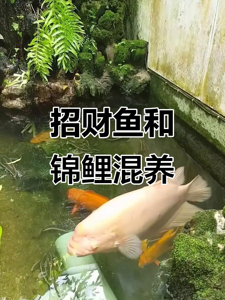 招财鱼与锦鲤混养,抢食大战一触即发