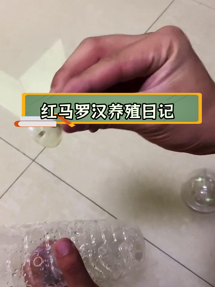 红马罗汉鱼成长记录与火体沙包制作教程