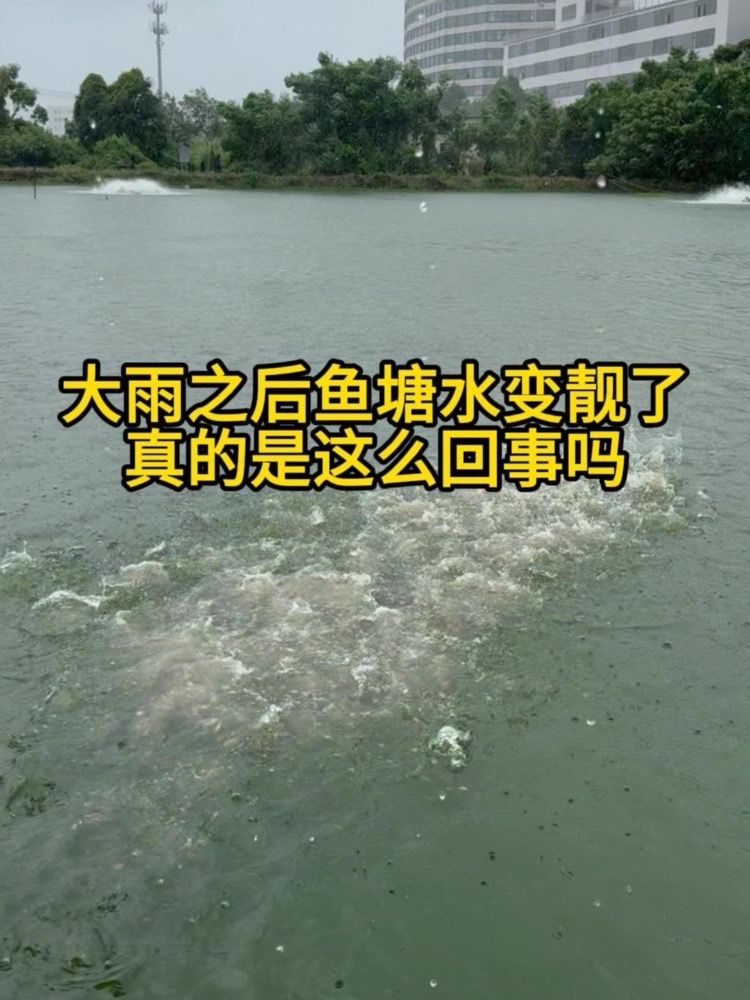 大雨之后鱼塘水变“靓”,这是真的吗?