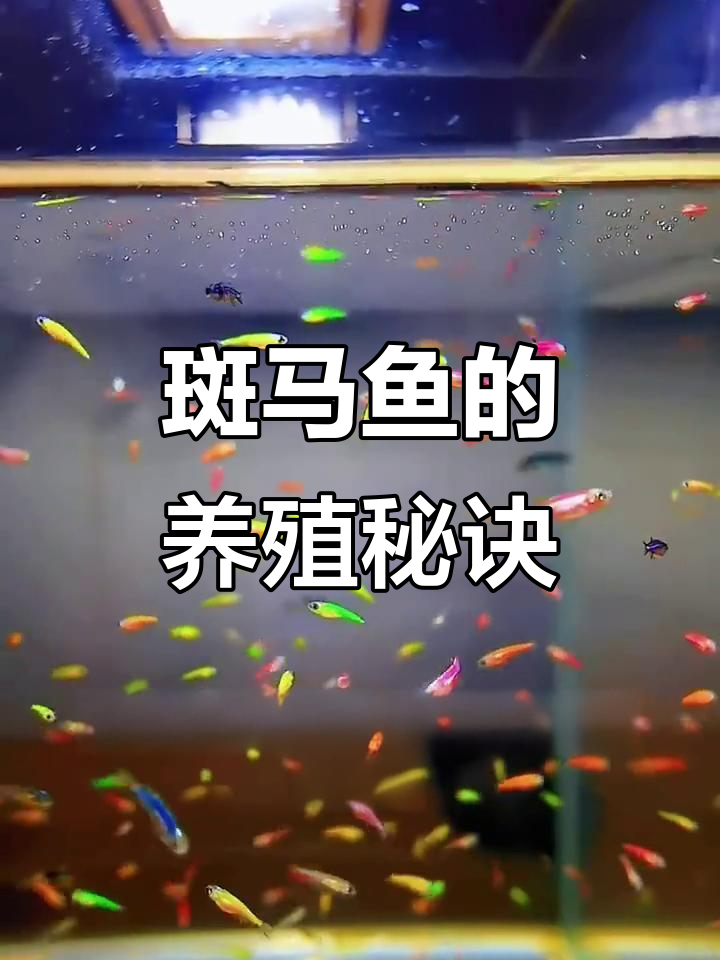 如何避免斑马鱼死亡?正确饲养技巧大公开