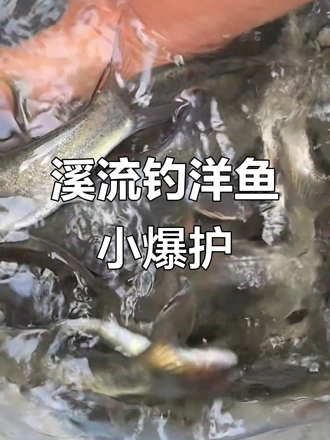 溪流钓洋鱼,神饵连连爆护!