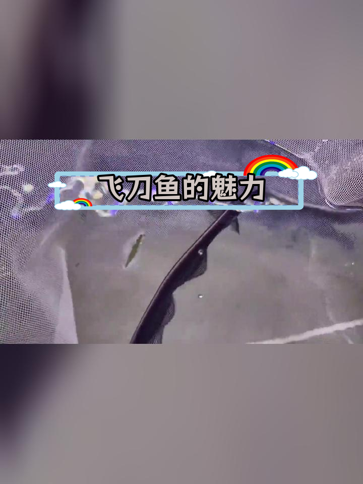 南美飞刀鱼:象鼻与观赏之美