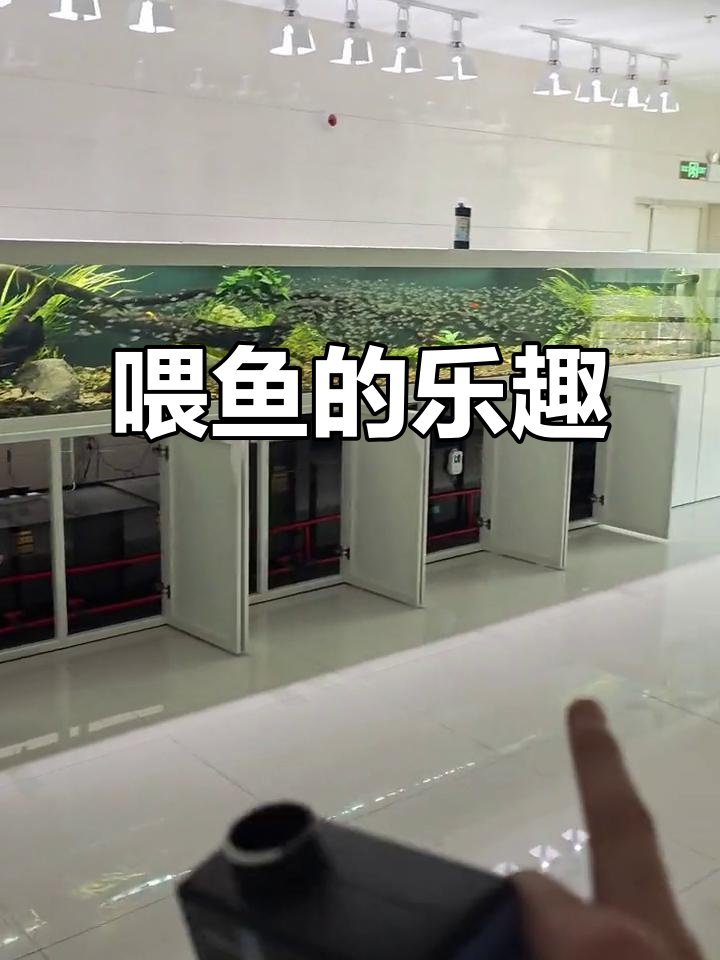 马口鱼只能吃小鱼,喂食时心里总是有点遗憾