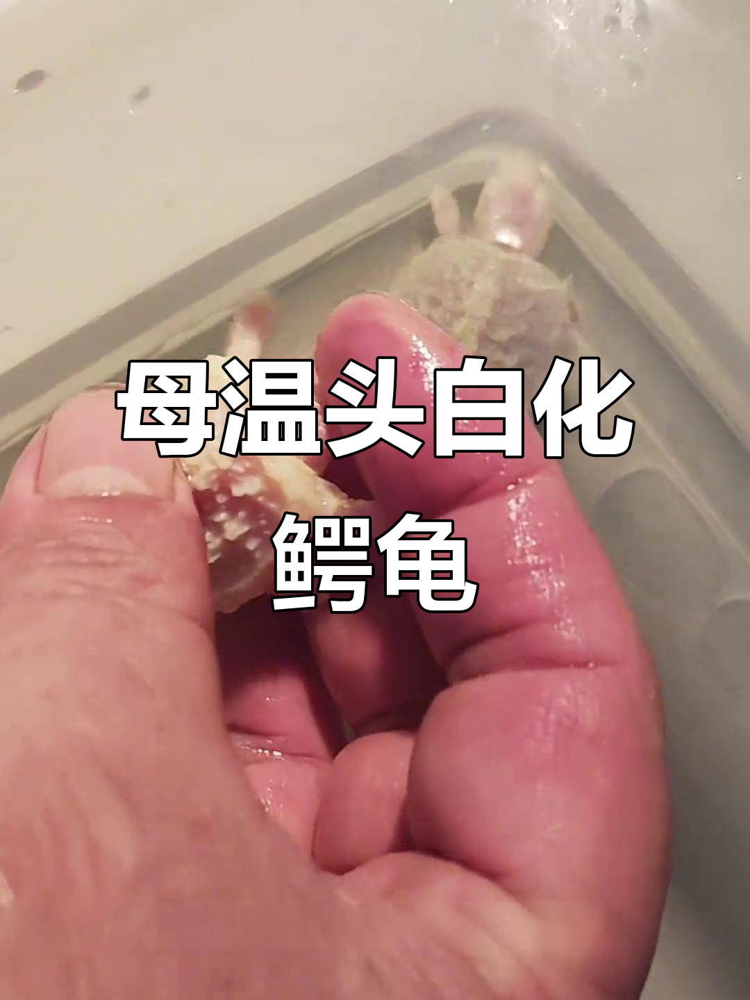 白化佛鳄龟苗孵化成功,活力满满萌态十足