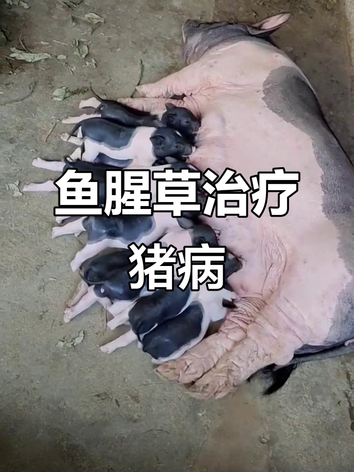 鱼腥草配药方,猪病轻松治