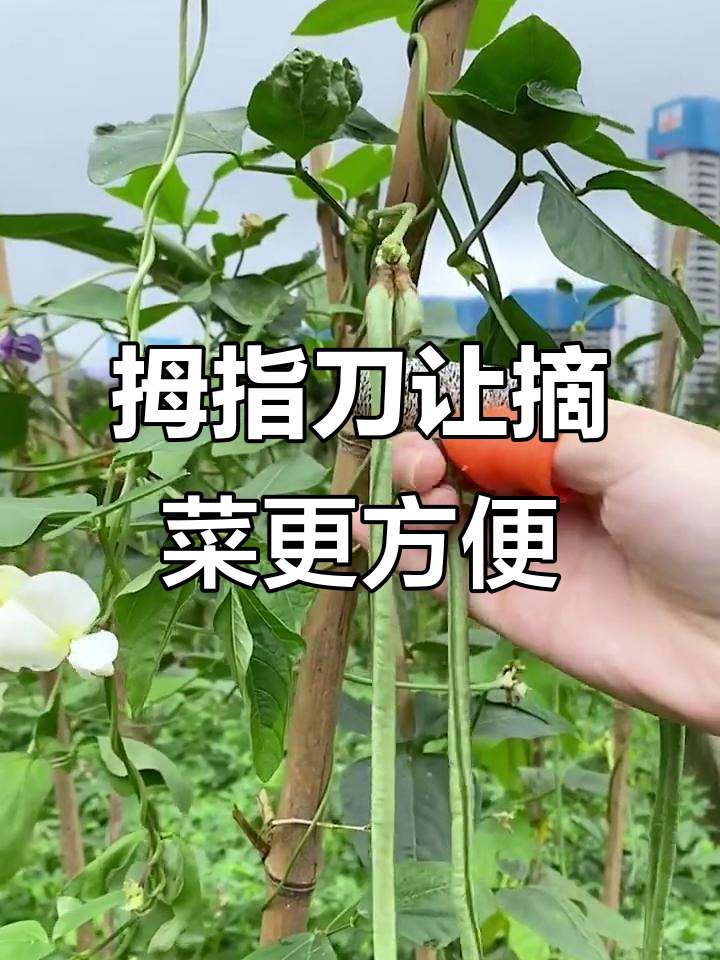 有了这个拇指刀,摘菜剥皮轻松搞定,老公也爱上了厨房工作