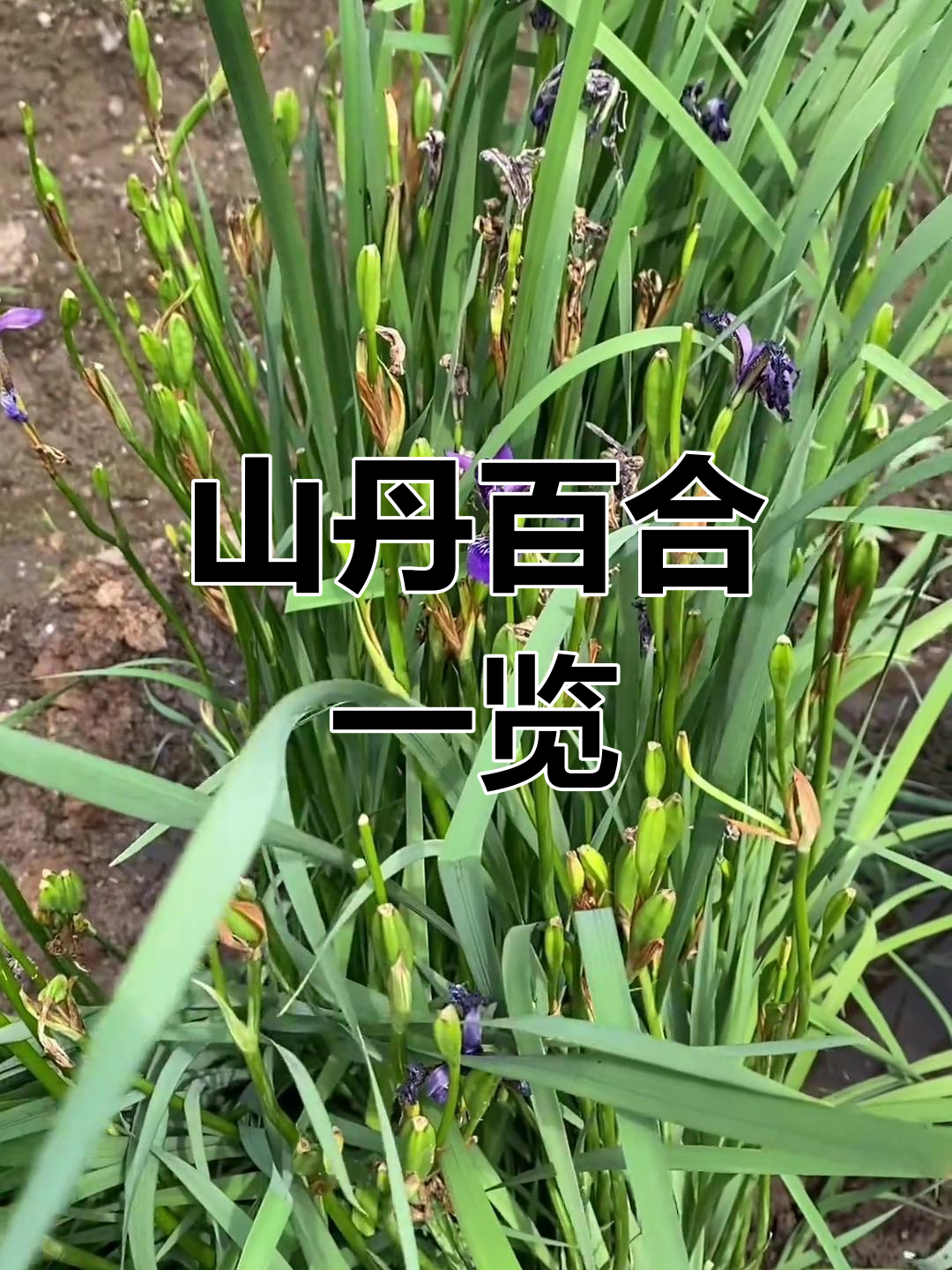 探秘山丹、百合与芍药,揭露有毒植物和可食用花草
