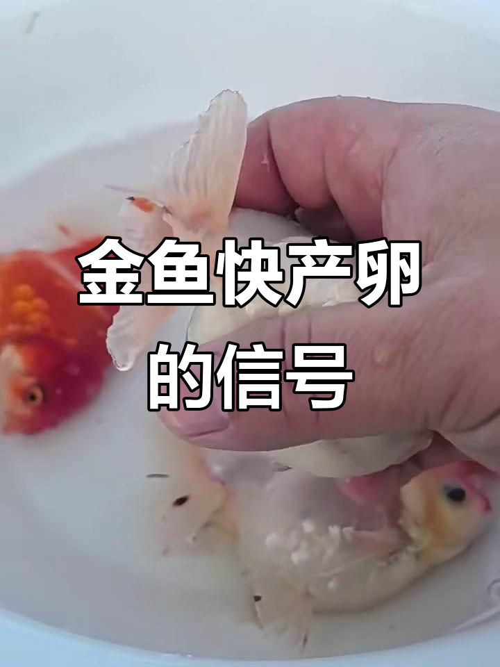 泰狮金鱼产卵前的征兆,肚子一软就快生了