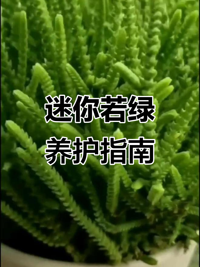 若绿多肉,喜阳光干燥环境,迷你又耐阴