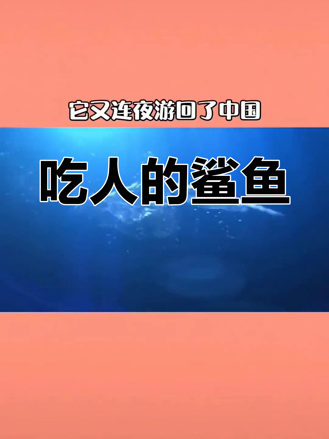 这条鲨鱼吃了250人,竟然还游回了中国
