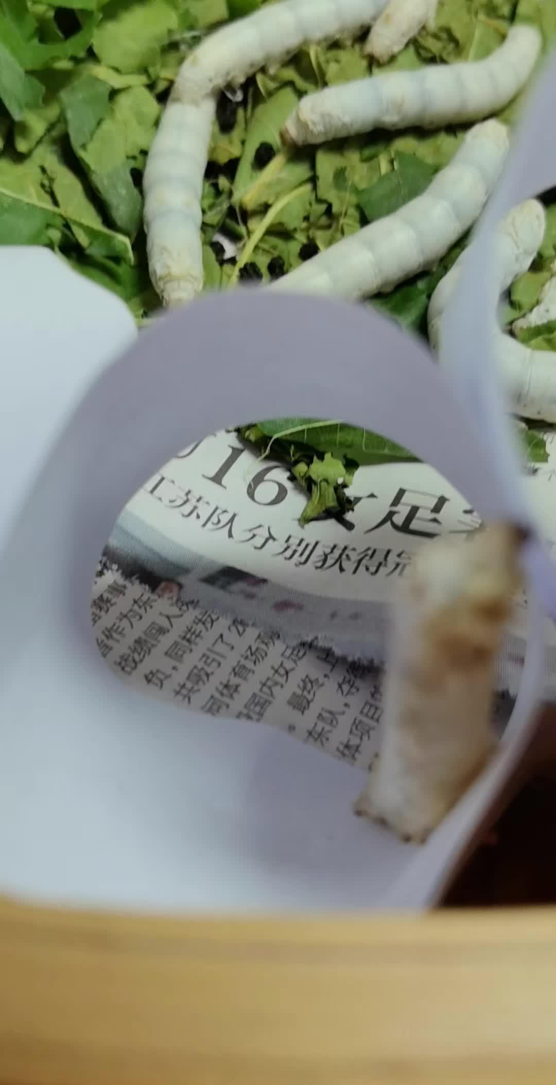 最真实的蚕吐丝结茧的场面 神奇动物在抖音 强烈推荐 蚕宝宝成长记 吐丝结茧