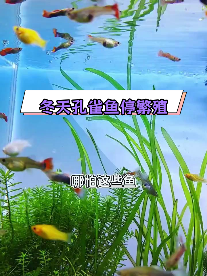 冬季孔雀鱼不产仔的原因