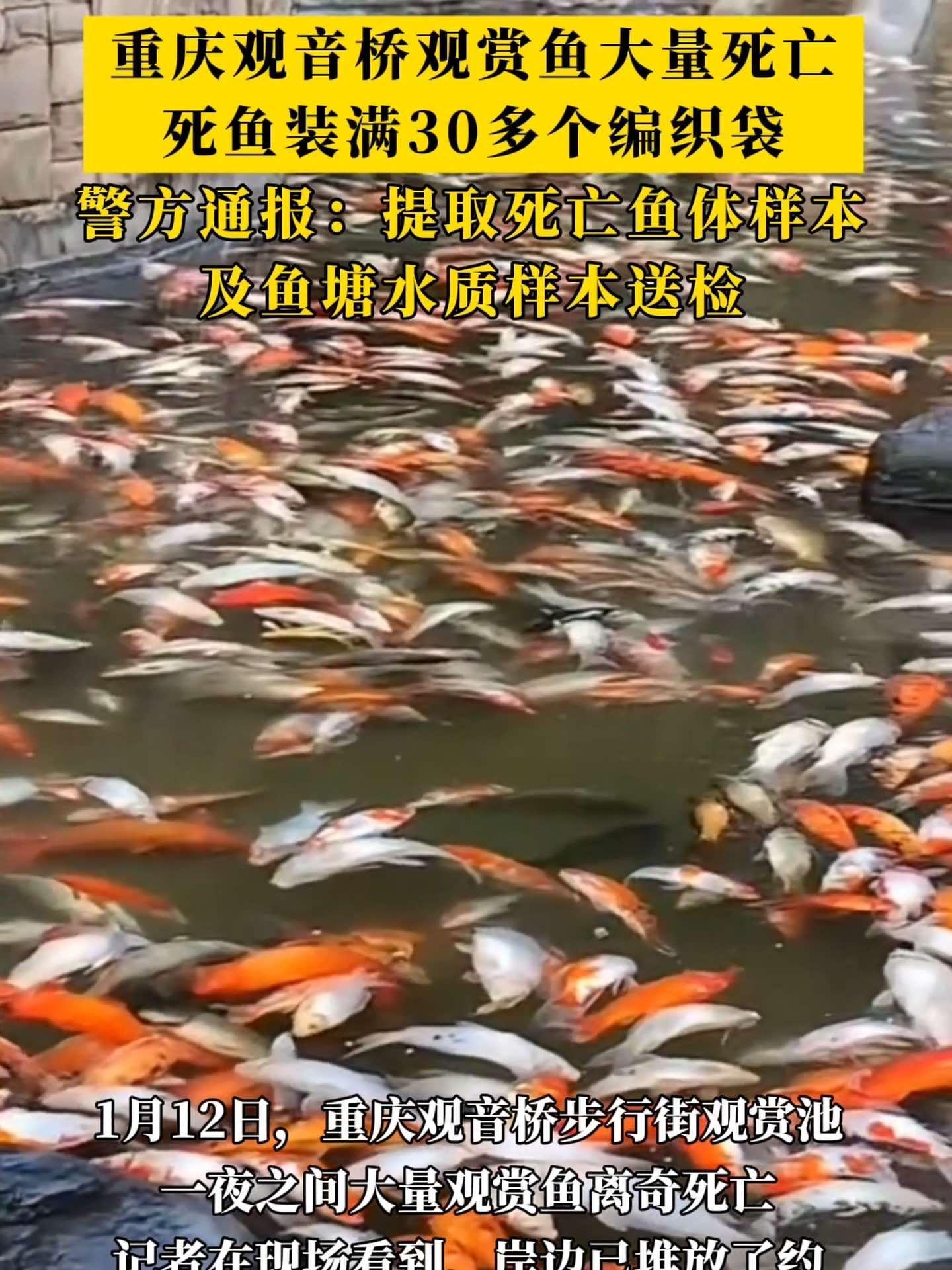 重庆观音桥观赏鱼大量死亡,死鱼装满30多个编织袋!警方已介入调查 观赏鱼 关注 锦鲤 政媒