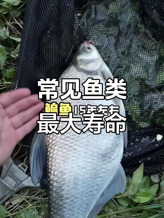 鱼类寿命大揭秘:从黄鳝到鲤鱼,你能猜出它们能活多久吗?