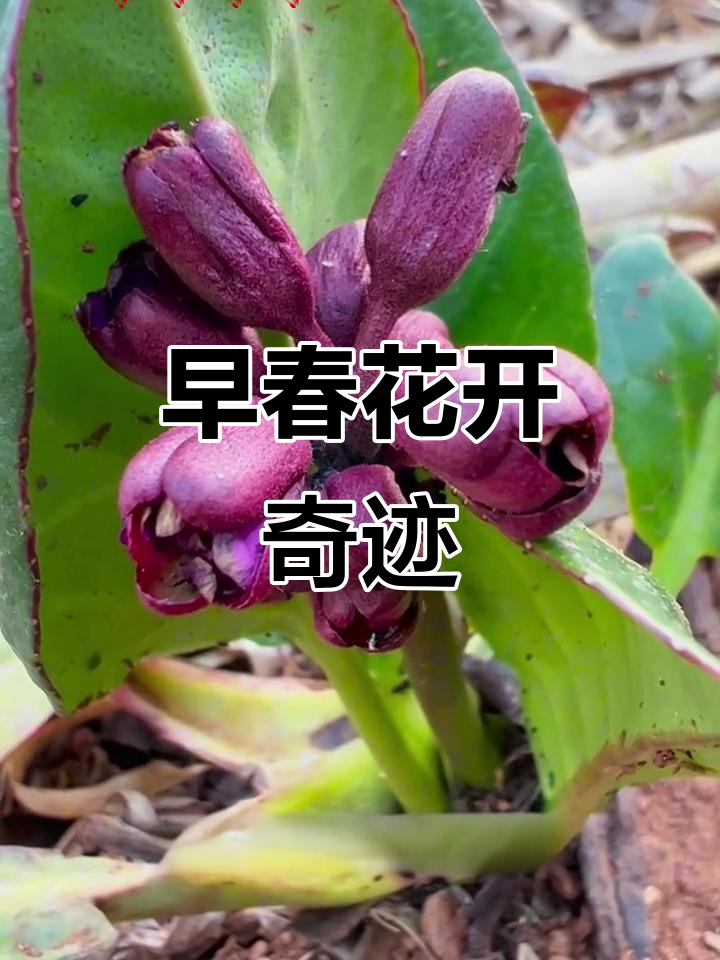 高海拔植物提前绽放,岩白菜在低地两个月内盛开!