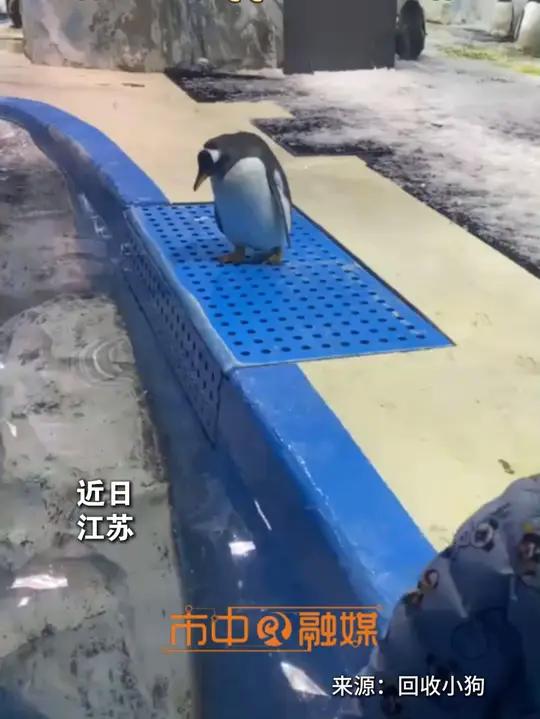 企鹅入水前后差别有多大?岸上慢悠悠,一下水像开了倍速,网友:充了QQ会员就是不一样