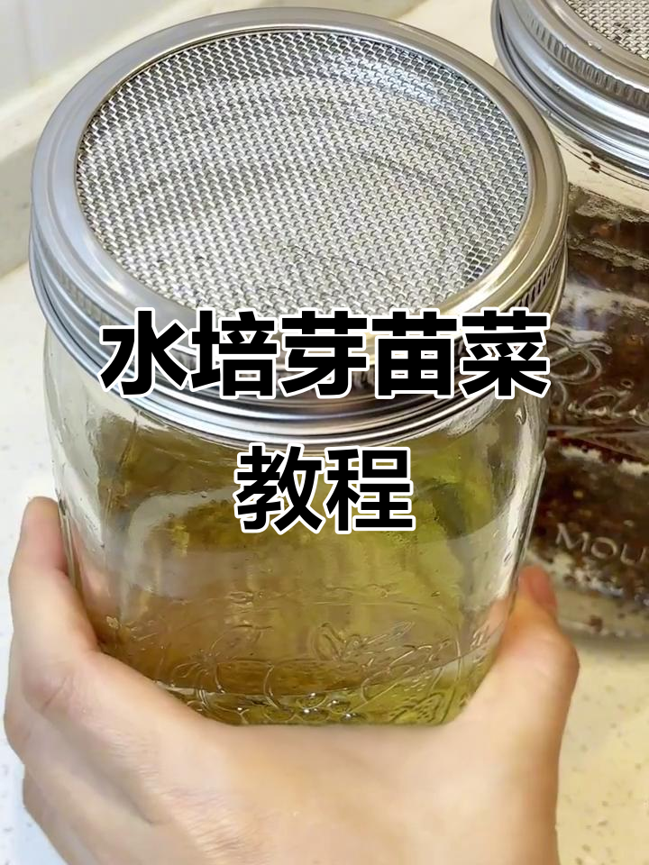 懒人水培芽苗菜,苜须苗与西兰花种子轻松上手