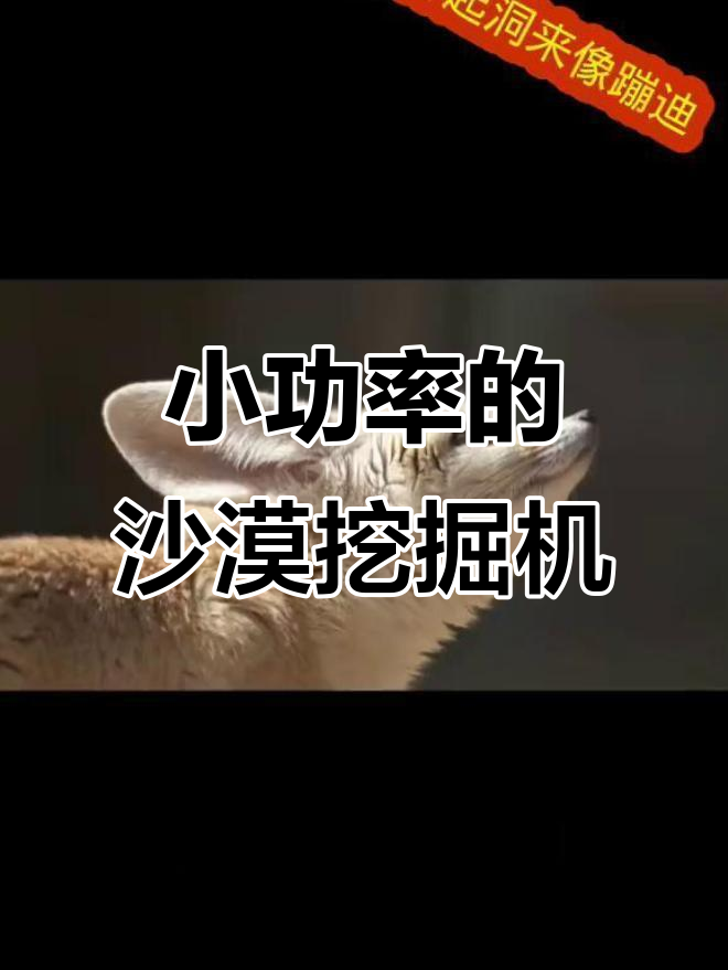 阿尔及利亚土掘机:沙漠中的小挖掘机,前腿挖后腿踢