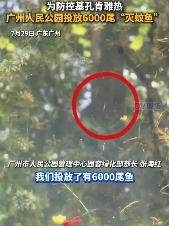 为防控基孔肯雅热，广州人民公园投放6000尾“灭蚊鱼”