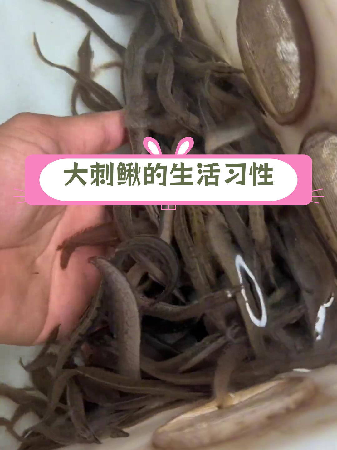 中华大刺鳅:长江流域的珍稀鱼类
