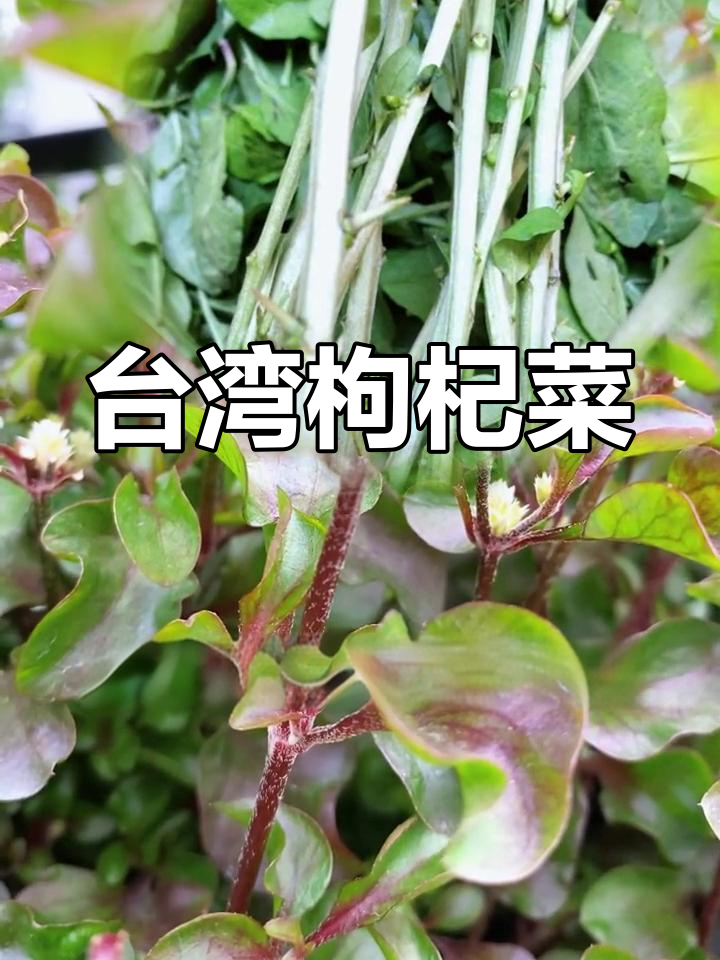 台湾枸杞菜,营养丰富,堪称保健菜的“贵族”