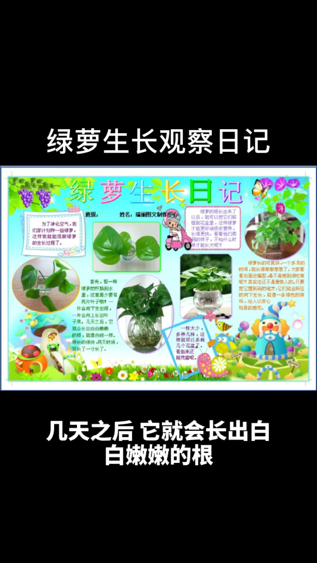 小学生绿萝观察日记电子小报植物生长手抄报
