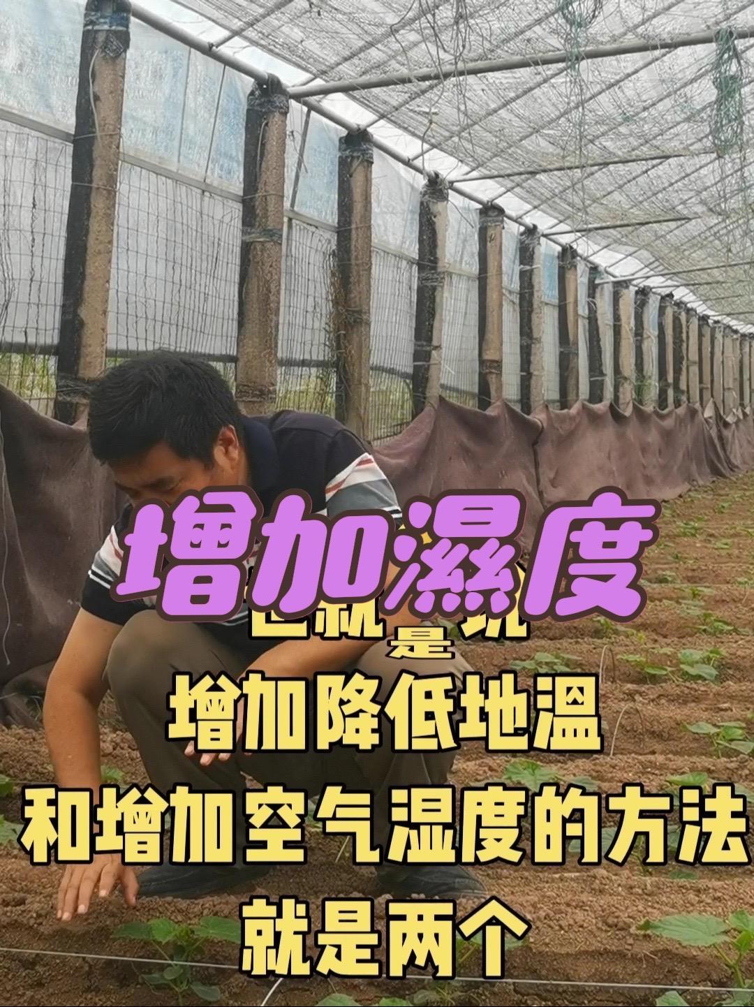 如何增加棚内湿度?黄瓜种植 蔬菜种植 大棚蔬菜