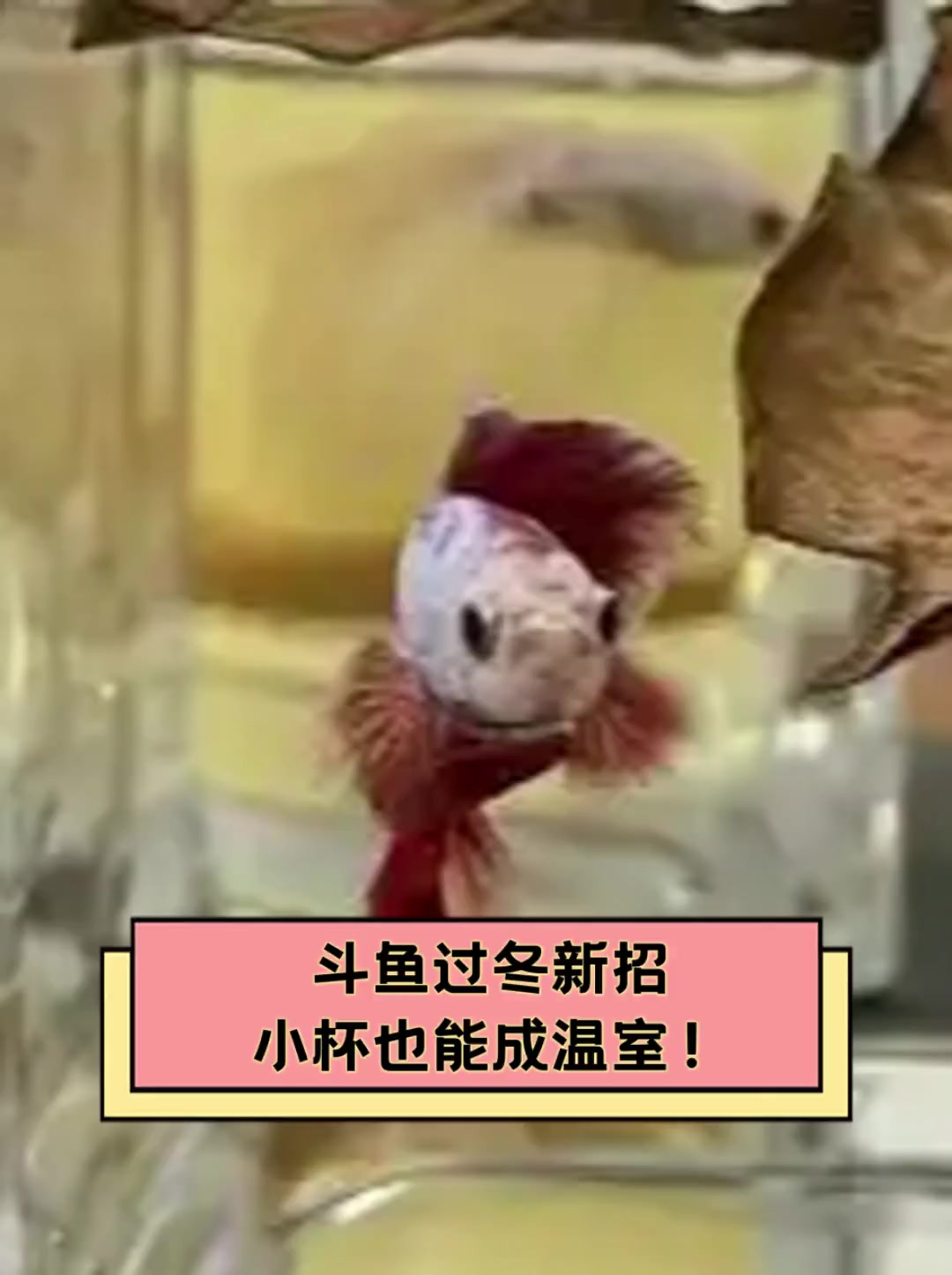 斗鱼过冬新招,小杯也能成温室!