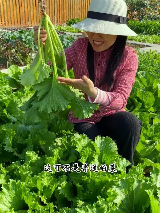 喜欢吃饺子的要种点香叶饺子菜 蔬菜种子 田园生活 我的小菜园 香叶芥菜