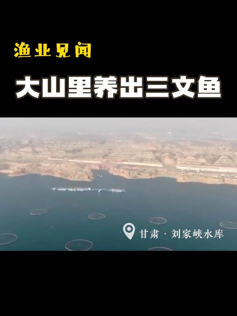 西北大山里也能养出三文鱼,渔业科技太可了～刘家峡水库网箱年产虹鳟鱼3000多吨,今年的年夜
