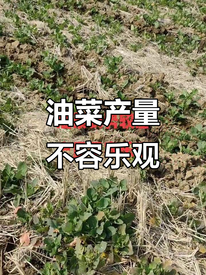 油菜长势不佳,产量堪忧!冻害影响严重