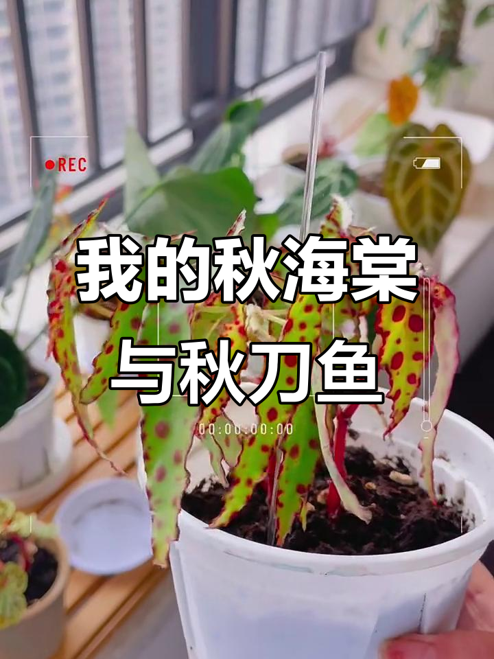 秋海棠乐园的秘密:秋刀鱼的故事