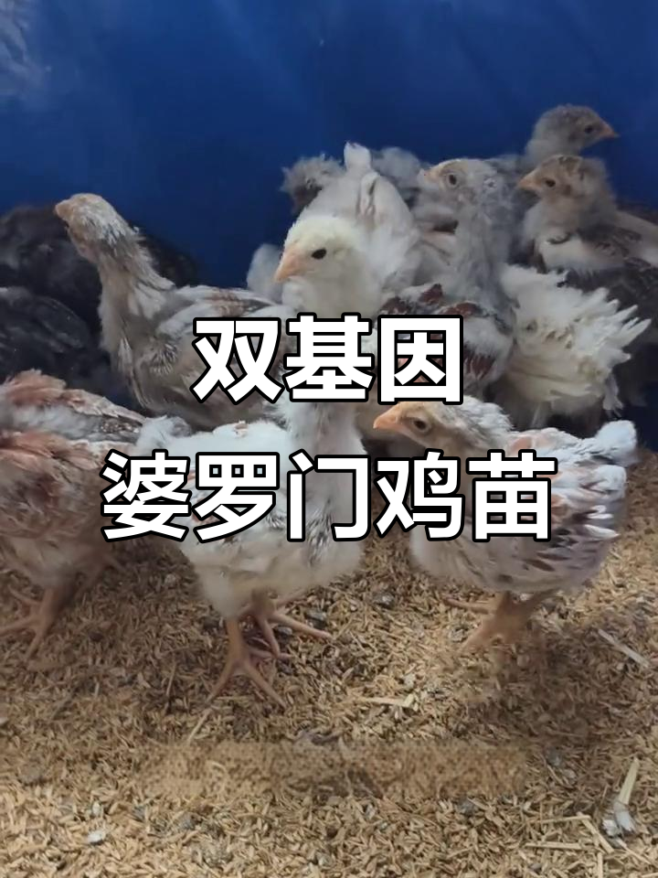 婆罗门紫怀特鸡苗孵化成功,双基因品种亮相