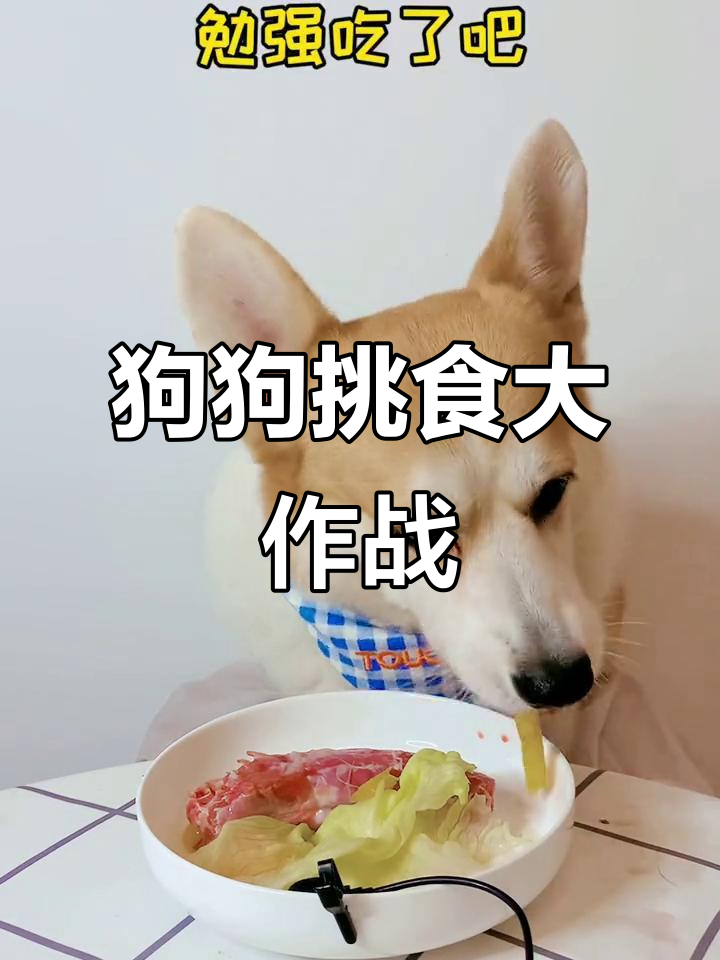 挑战狗狗吃蔬菜，第九天尝试生菜、新西兰牛磷鸭等美味