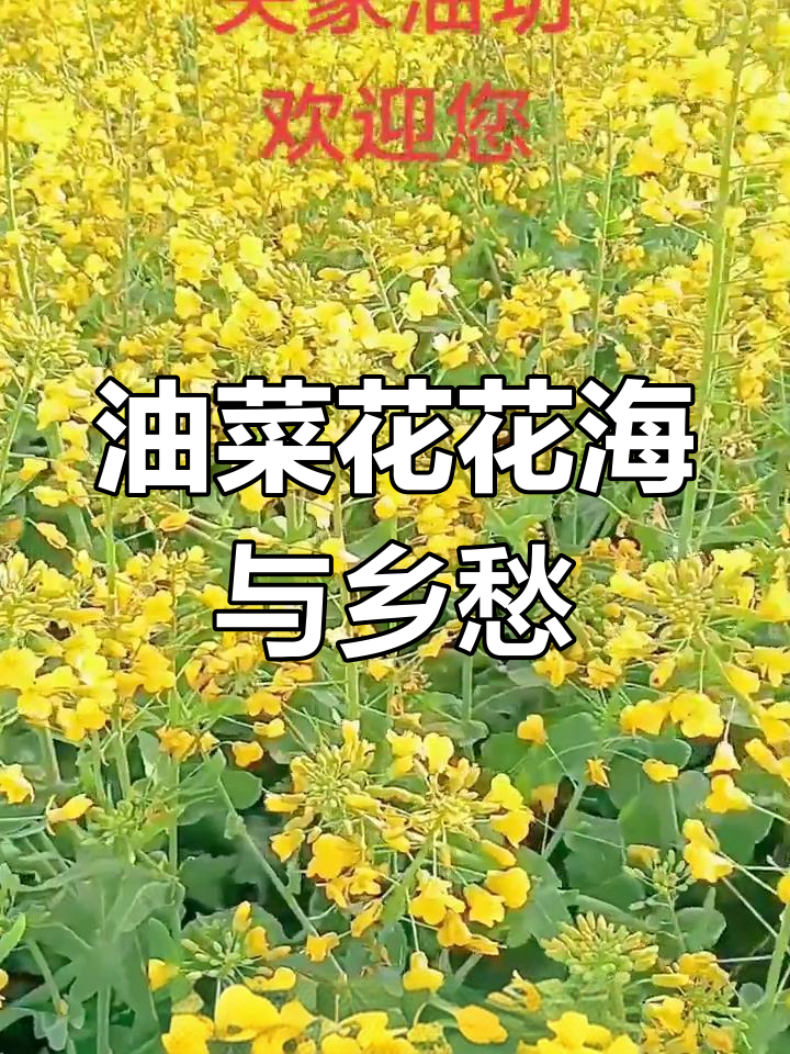 汉中油菜花海成网红打卡地,游客蜂拥而至,连油菜籽都成了家乡味
